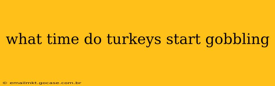 what time do turkeys start gobbling
