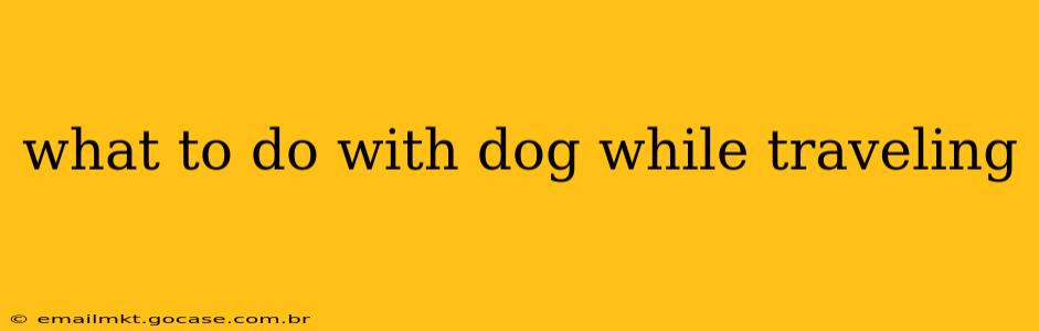 what to do with dog while traveling
