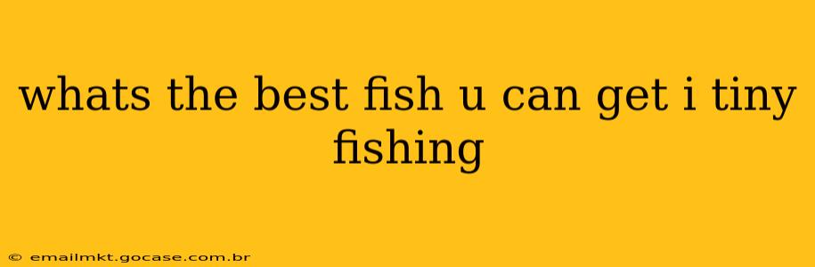whats the best fish u can get i tiny fishing