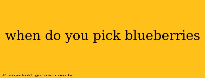 when do you pick blueberries