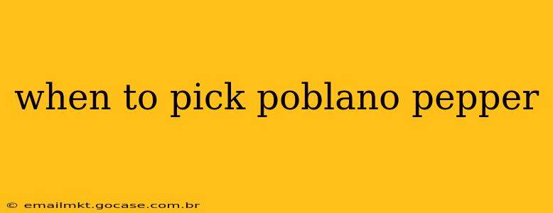 when to pick poblano pepper