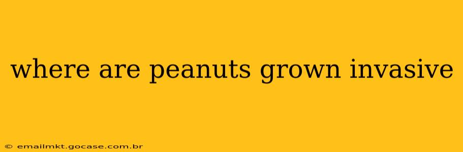 where are peanuts grown invasive