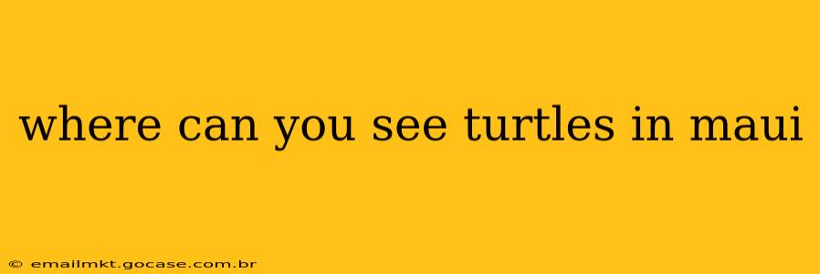 where can you see turtles in maui