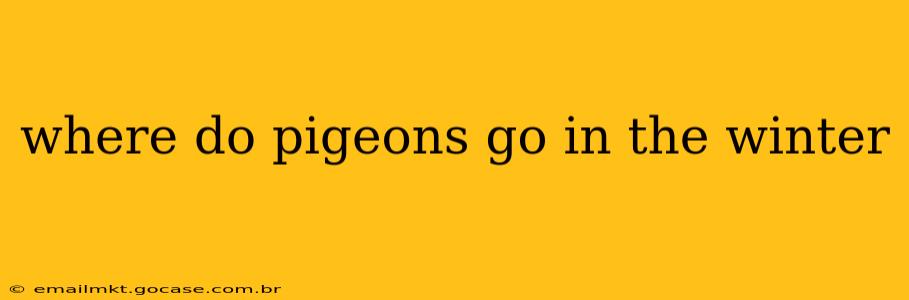 where do pigeons go in the winter