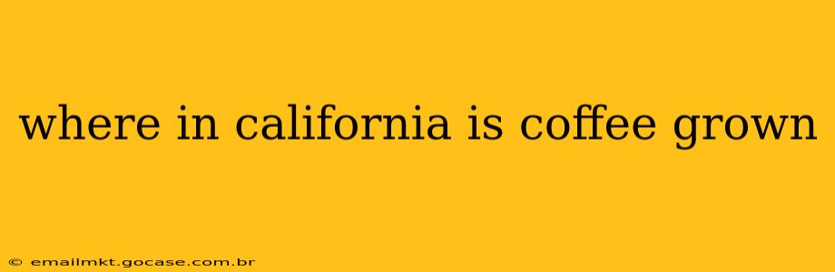 where in california is coffee grown