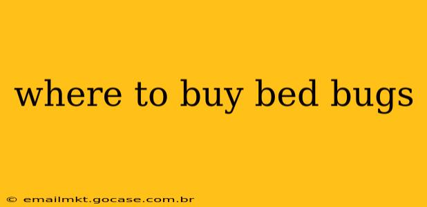 where to buy bed bugs