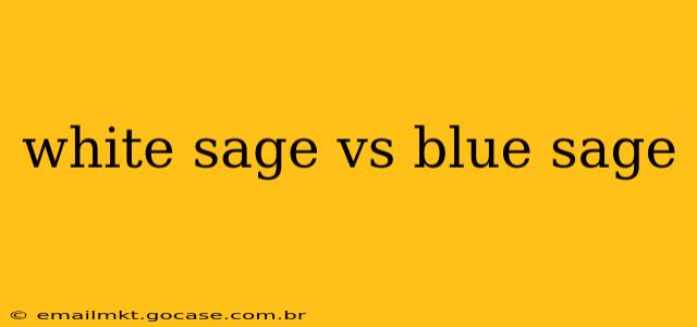 white sage vs blue sage