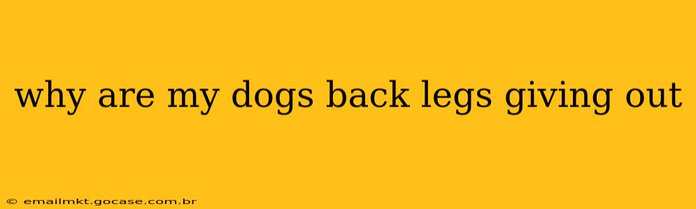 why are my dogs back legs giving out