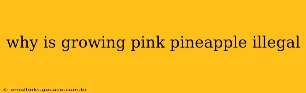 why is growing pink pineapple illegal